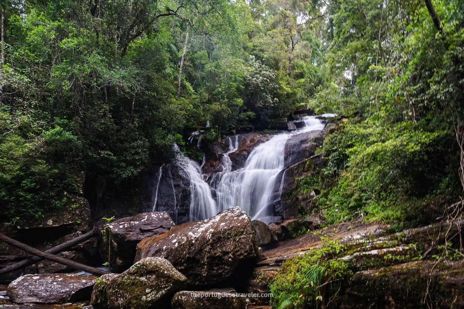 Sinharaja Rainforest Guide (2026) – The Ultimate Eco Adventure in Sri Lanka