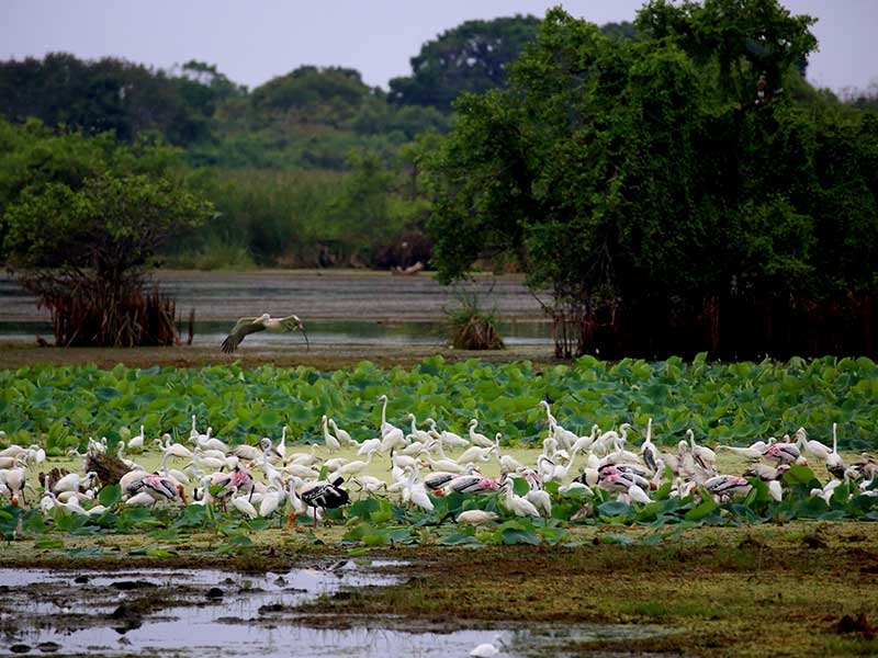 Kumana National Park: The Ultimate Bird-Watching Safari in Sri Lanka