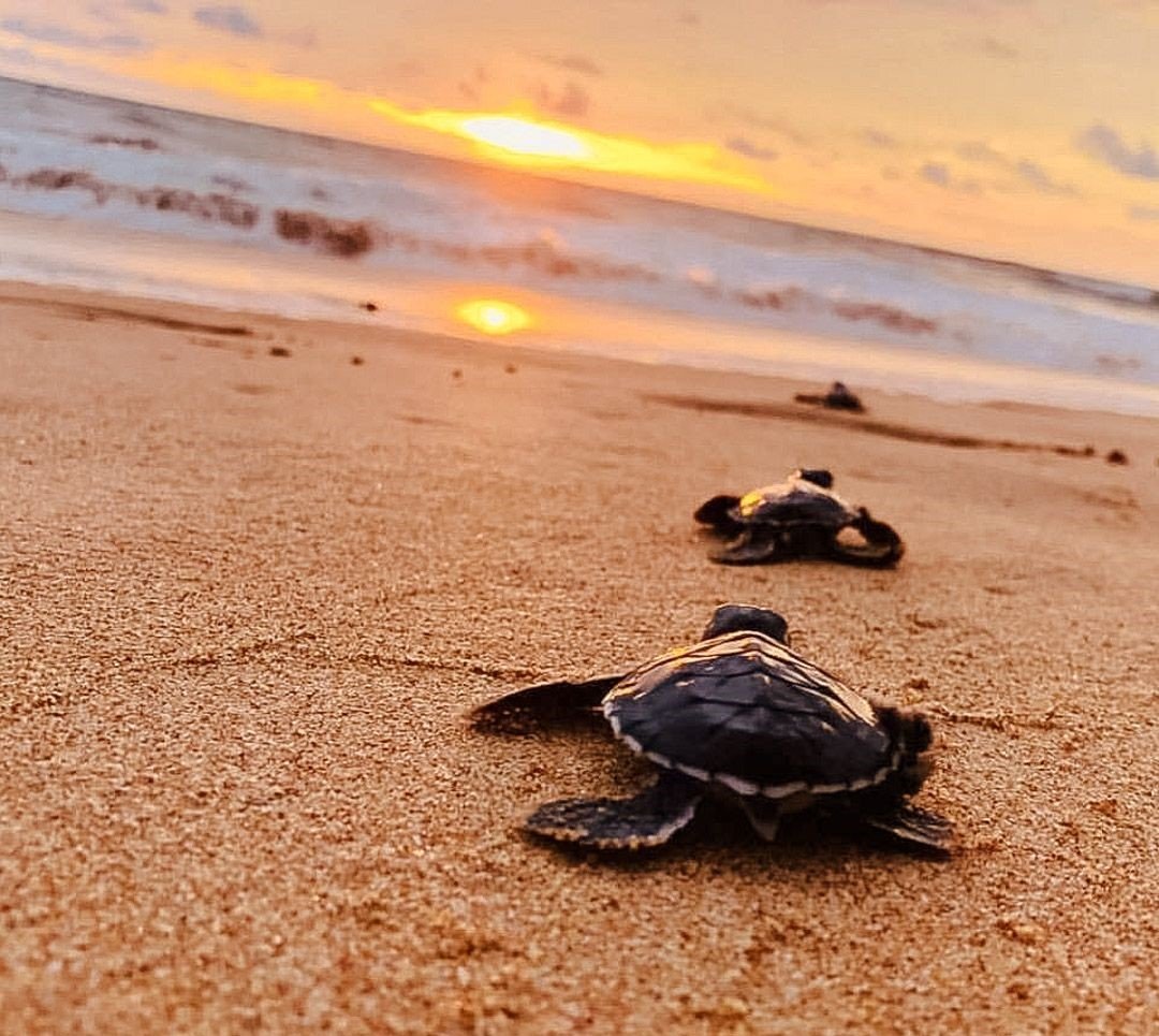 Turtle Watching in Sri Lanka – The Complete Travel Guide (2026)