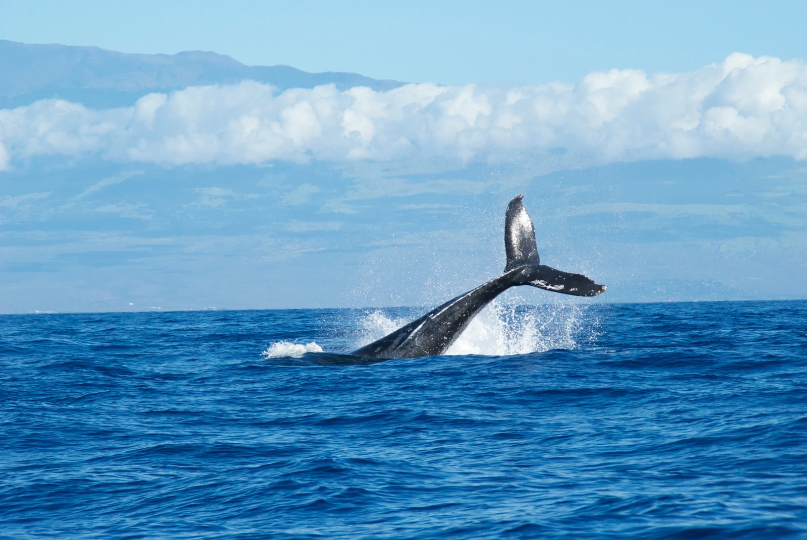 Whale Watching in Sri Lanka: The Ultimate Guide (2026)